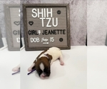 Puppy 6 Shih Tzu