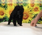 Pedro - Male Poodle (Toy) Puppy for Sale - Photo #36