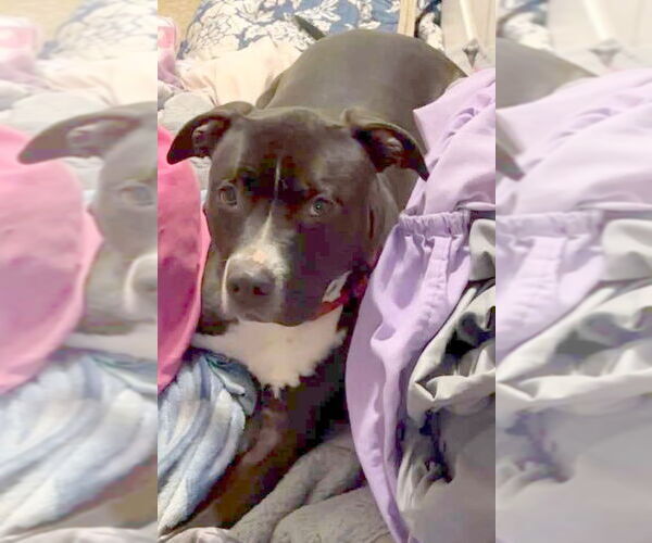 Medium Photo #2 Mutt Puppy For Sale in Rustburg, VA, USA