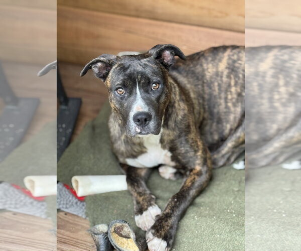 Medium Photo #2 Boxer-Unknown Mix Puppy For Sale in Holly Springs, NC, USA