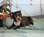 Puppy Oliver Boston Terrier