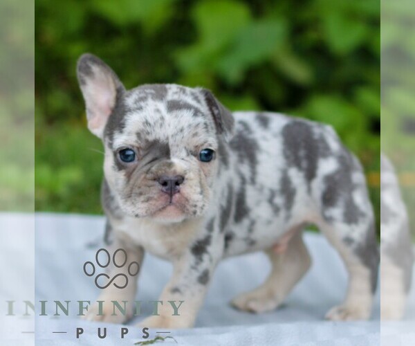 Medium Photo #4 French Bulldog Puppy For Sale in EAST EARL, PA, USA