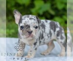 Small #3 French Bulldog