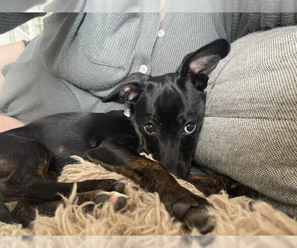 Medium Photo #6 Mutt Puppy For Sale in Plainfield, IL, USA
