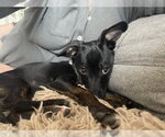 Small #5 Mutt