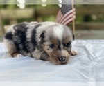 Small Photo #1 Australian Shepherd Puppy For Sale in BOWLING GREEN, KY, USA