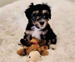 Small Photo #1 Aussiedoodle Miniature -Miniature Bernedoodle Mix Puppy For Sale in CULPEPER, VA, USA