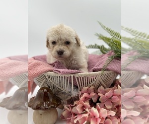 Goldendoodle Puppy for Sale in FLAT ROCK, North Carolina USA