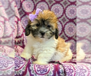 Zuchon Puppy for sale in NEW HOLLAND, PA, USA