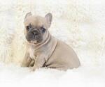 Small #11 French Bulldog