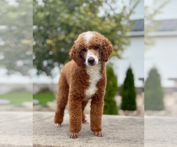 Medium Photo #1 Goldendoodle (Miniature) Puppy For Sale in MILLERSBURG, OH, USA