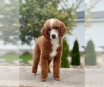 Small Photo #1 Goldendoodle (Miniature) Puppy For Sale in MILLERSBURG, OH, USA