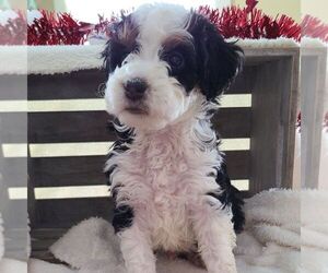 Bernedoodle-Poodle (Miniature) Mix Puppy for sale in FORT PLAIN, NY, USA