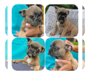 French Bulldog Puppy for sale in TAMPA, FL, USA