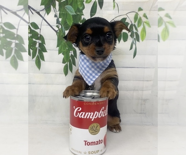 Medium Photo #25 Shorkie Tzu Puppy For Sale in SELLERSBURG, IN, USA