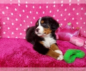 Bernese Mountain Dog Puppy for Sale in BLACK FOREST, Colorado USA