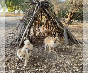 Pomeranian Puppy for sale in SAN GABRIEL, CA, USA