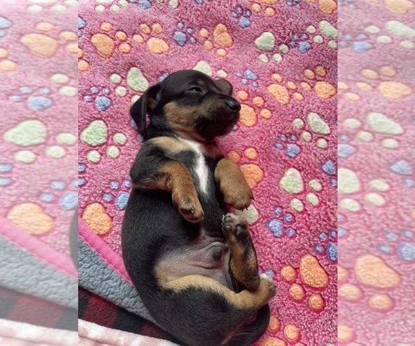 Medium Photo #4 Dachshund Puppy For Sale in OLYMPIA, WA, USA