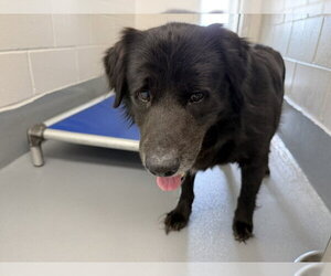 Labrador Retriever-Unknown Mix Dogs for adoption in Ocala, FL, USA