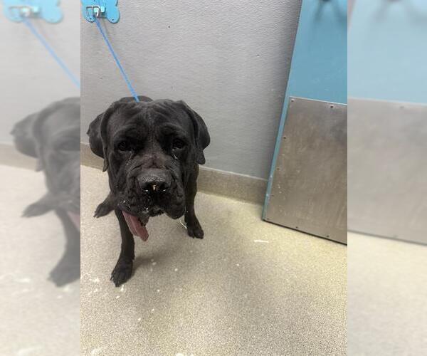 Medium Photo #1 Mutt Puppy For Sale in Las Vegas, NV, USA