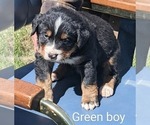 Puppy Puppy 3 Bernese Mountain Dog