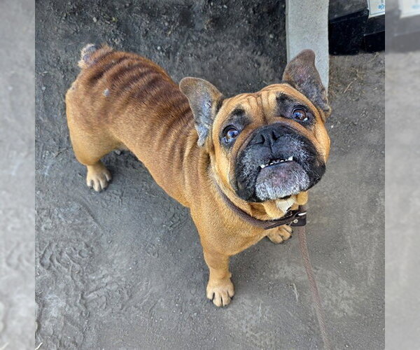 Medium Photo #1 French Bulldog Puppy For Sale in Long Beach, CA, USA