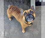 *SHARLAMAINE - Female French Bulldog Dog for Adoption - Small photo