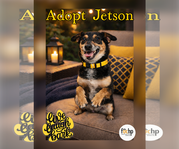 Medium Photo #2 Chihuahua Puppy For Sale in Menifee, CA, USA