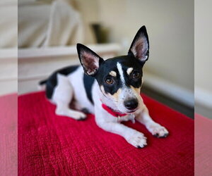 Rat Terrier Dogs for adoption in Atlanta, GA, USA