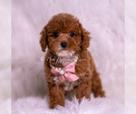Small #1 Maltipoo (Miniature)