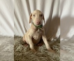 Puppy 5 Doberman Pinscher