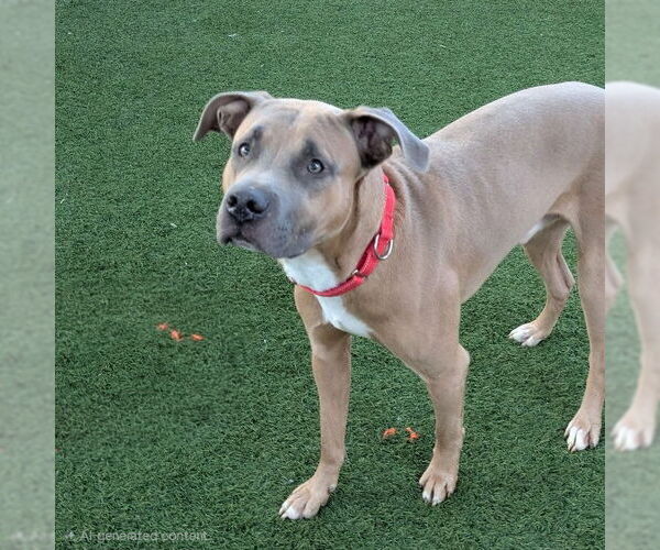 Medium Photo #2 Mutt Puppy For Sale in Las Vegas, NV, USA