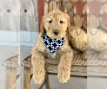 Small Photo #4 Irish Doodle Puppy For Sale in WOOSTER, OH, USA