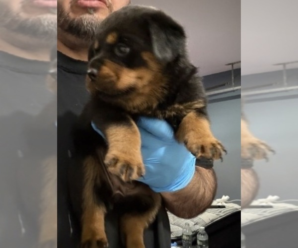 Medium Photo #4 Rottweiler Puppy For Sale in WALLINGFORD, CT, USA