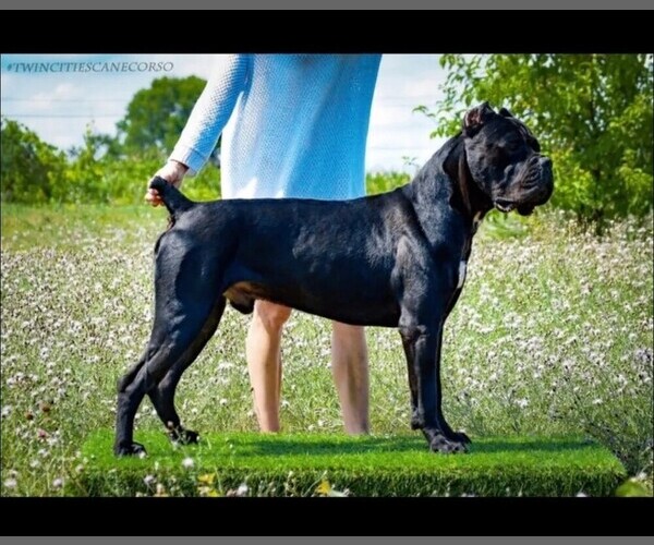 Medium Photo #1 Cane Corso Puppy For Sale in RAEFORD, NC, USA