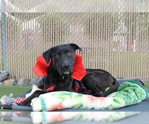 Shepradors Dogs for adoption in Chula Vista, CA, USA