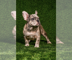 French Bulldog Puppy for sale in LONG BEACH, CA, USA
