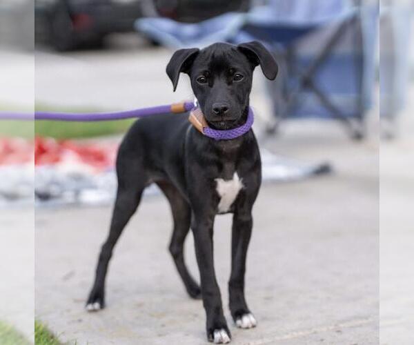 Medium Photo #1 Mutt Puppy For Sale in San Diego, CA, USA