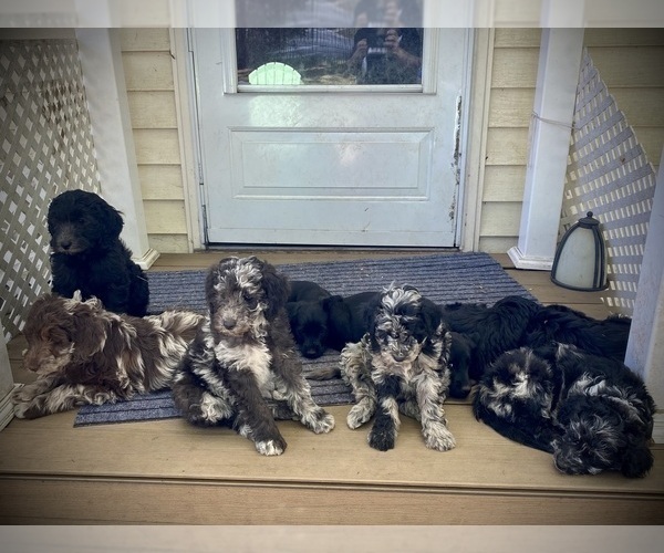 View Ad Australian Labradoodle Litter of Puppies for Sale near