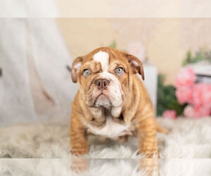 Medium English Bulldog