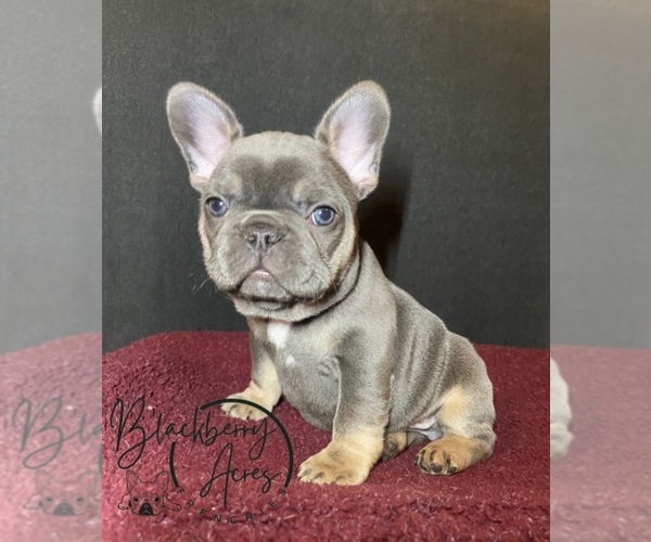 Medium Photo #1 French Bulldog Puppy For Sale in MONONA, IA, USA