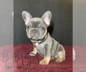 French Bulldog Puppy for sale in MONONA, IA, USA