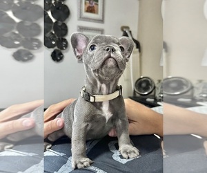 French Bulldog Puppy for sale in PHOENIX, AZ, USA