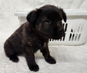 Medium Border Collie-Catahoula Leopard Dog Mix
