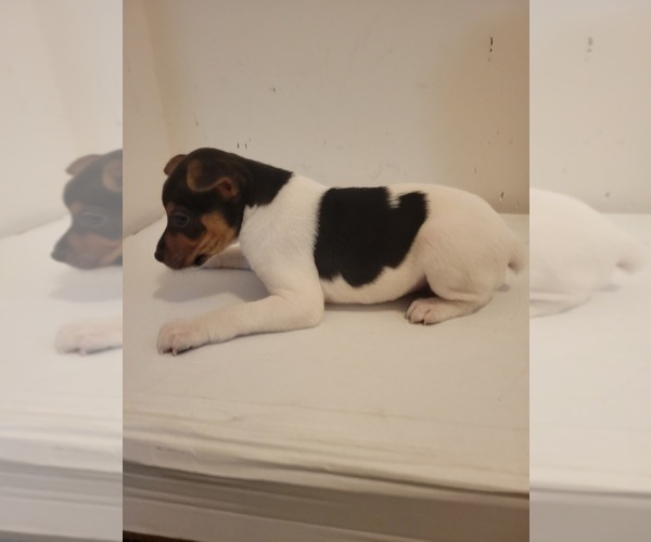 Medium Photo #6 Rat Terrier Puppy For Sale in COLUMBIA, SC, USA