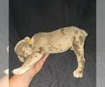 Small #7 Olde English Bulldogge
