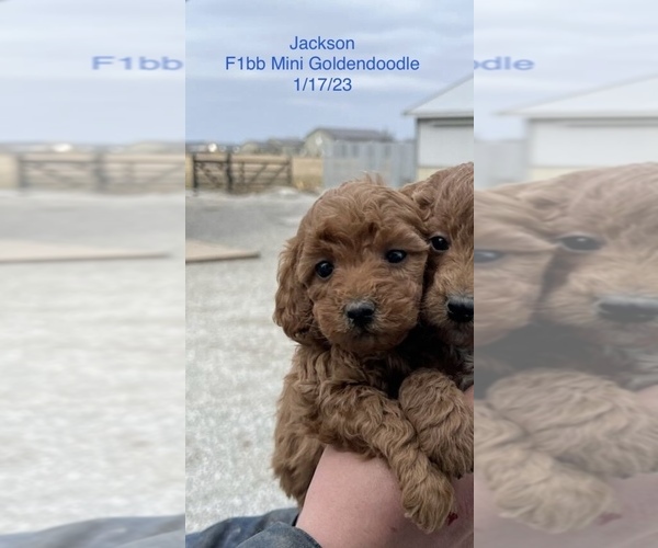 Medium Photo #1 Goldendoodle (Miniature) Puppy For Sale in SHIPSHEWANA, IN, USA