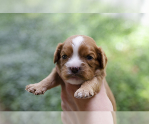 Cavapoo Puppy for sale in TAMPA, FL, USA