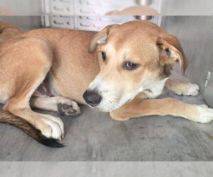 Siberian Husky-Unknown Mix Dogs for adoption in Conroe, TX, USA