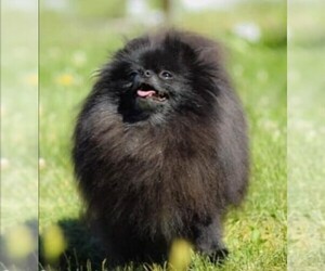 Mother of the Pomeranian puppies born on 02/21/2021